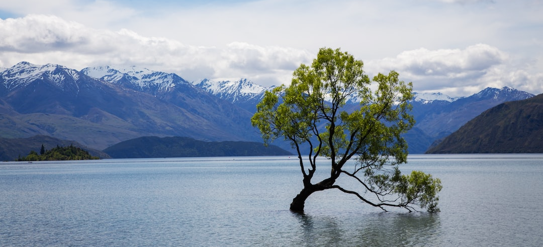 Image of Tree growing in middle of lake